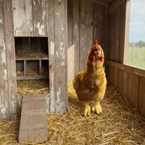 Peluche Poule Rousse 33 cm